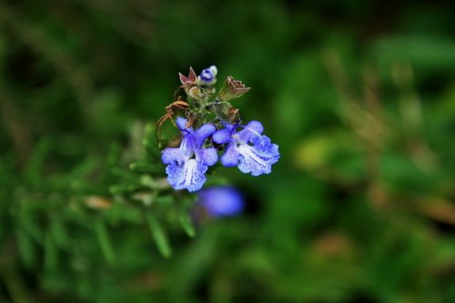 Rosemary Flower
