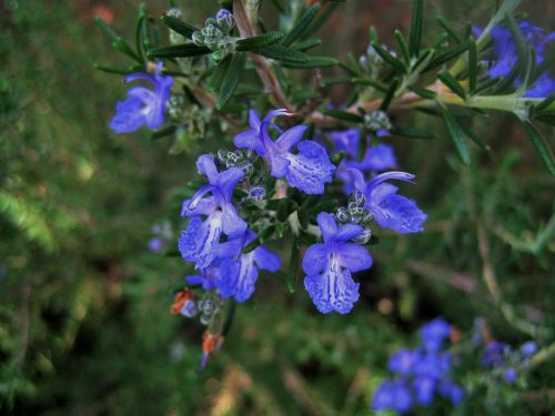 rosemary flowers flowers blue