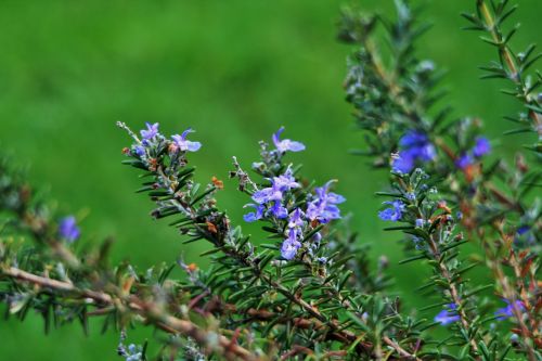 Rosemary Stalks With Flowers