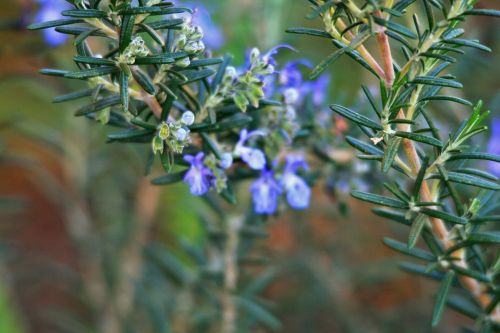 Rosemary Twigs And Buds