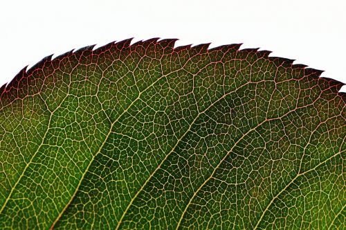 rosenblatt green plant