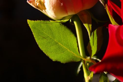 rosenblatt flower plant
