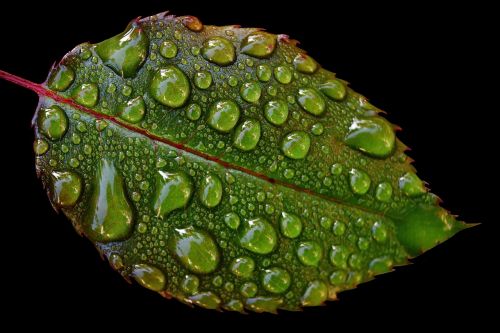 rosenblatt drip raindrop