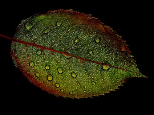 rosenblatt leaf wasserperlen wet
