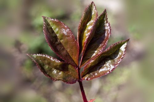 rosenblatt young leaf