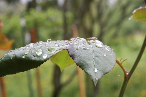 rosenblatt nature rain