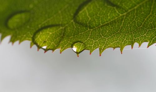 rosenblatt beaded drop of water