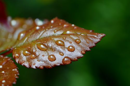 rosenblatt rain drip