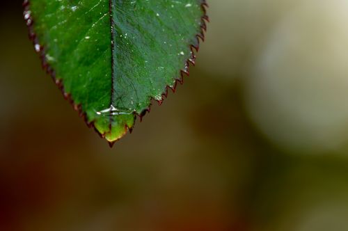 rosenblatt rain drip