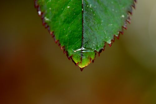 rosenblatt rain drip