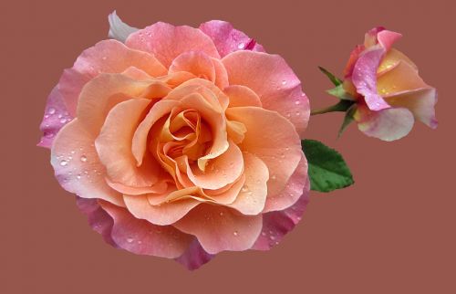 rose garden noble rose augusta luise rose