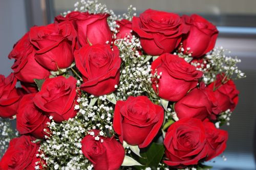 roses red valentine