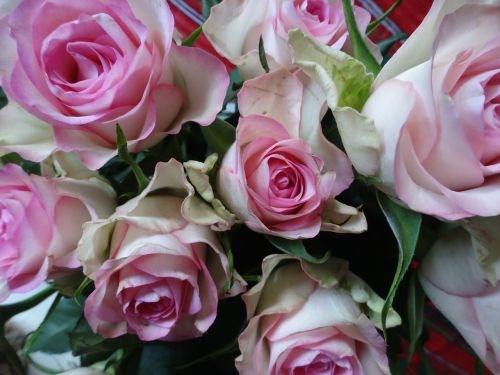 roses pink white