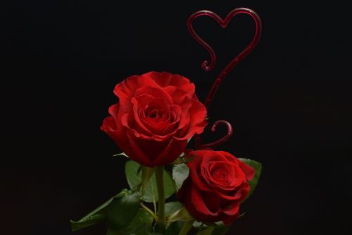 roses heart love