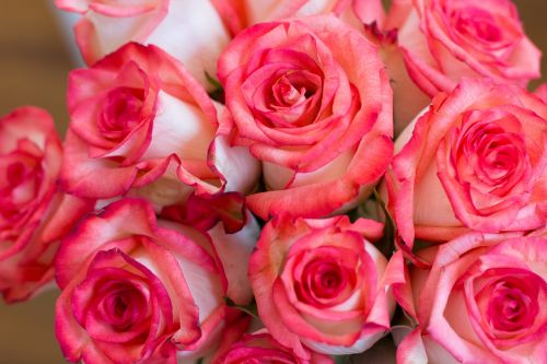 roses bouquet pink