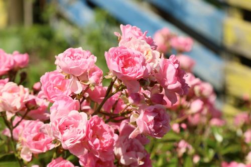roses flower pink