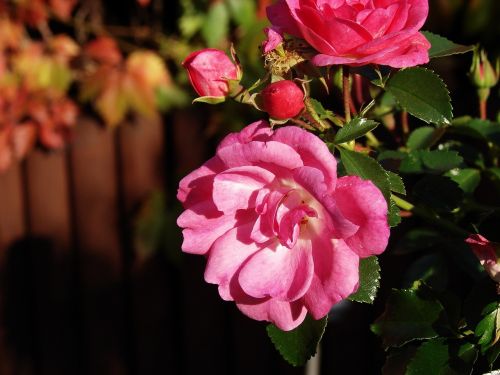 roses garden decoration