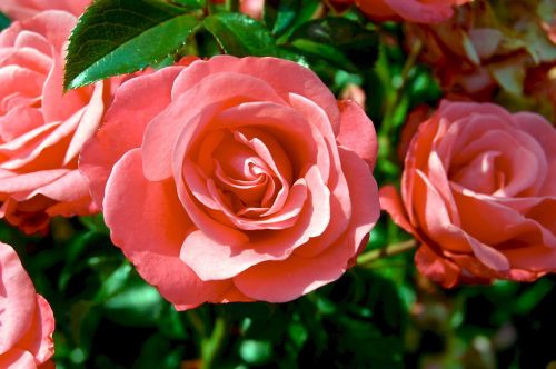 roses rosebush flowers