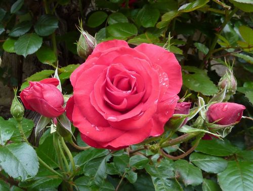 roses pink rose bloom