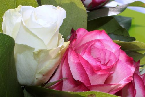 roses pink white