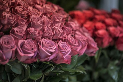 roses flower market