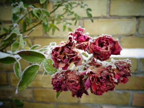 roses frozen ice