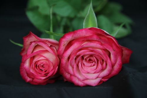 roses flowers pink flowers