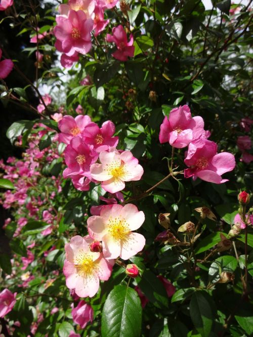 roses flowers pink