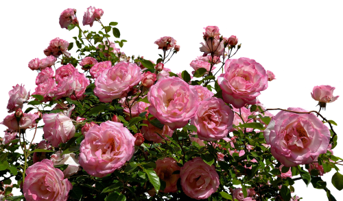 roses pink bush
