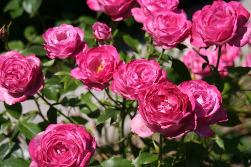roses flowers english rose