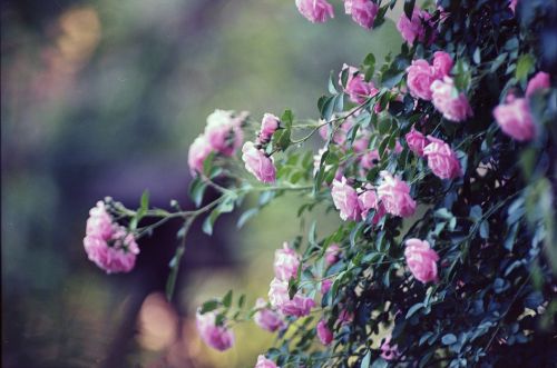 roses pink flower