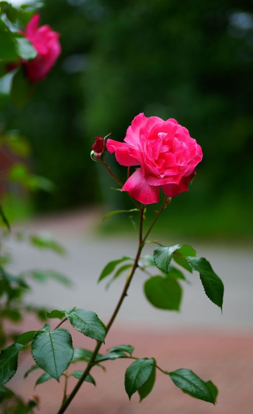 roses flowers rainy day