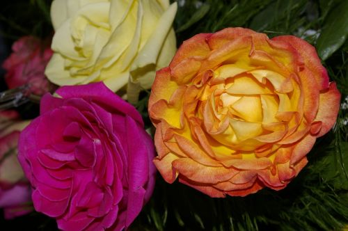 roses pink yellow