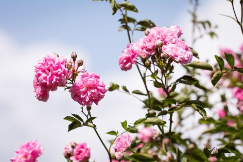 roses flowers pink