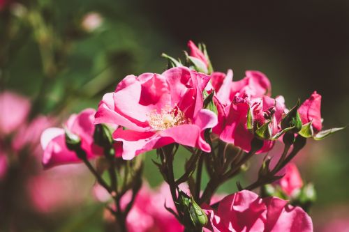 roses flowers pink roses