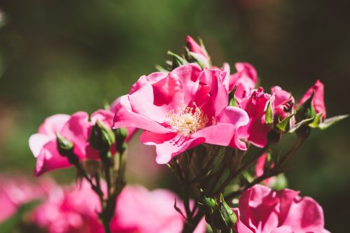 roses flowers pink roses