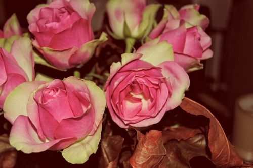 roses bouquet of roses flowers