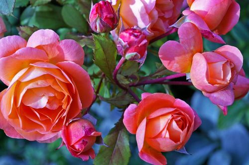 roses garden rose westerland