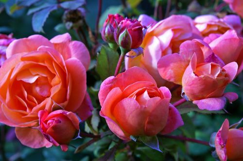 roses garden rose westerland