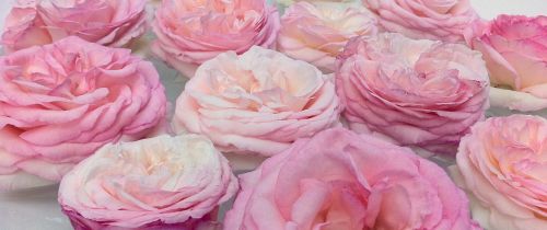 roses pink banner