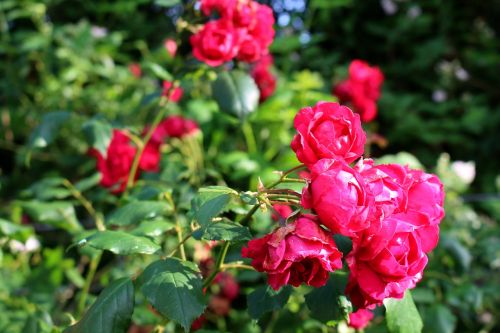 roses pink blossom