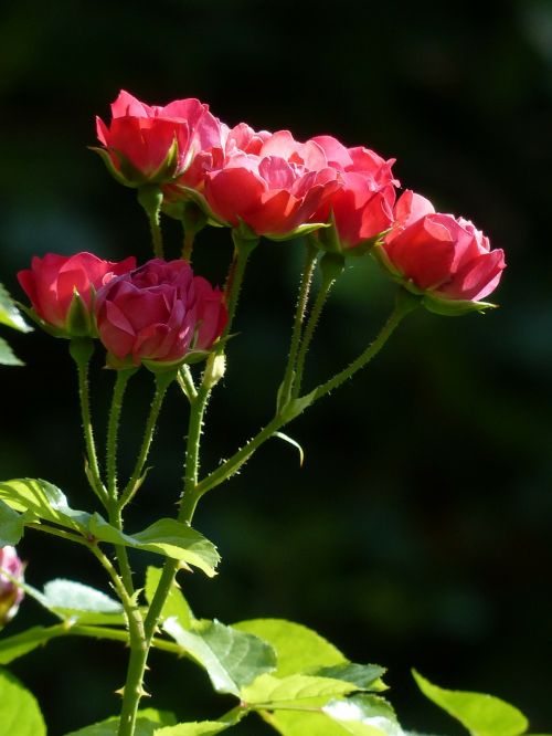 roses red flower