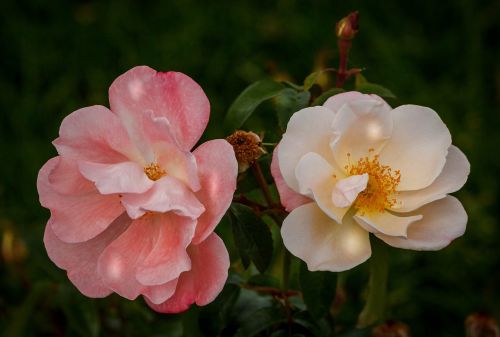 roses pink rose white rose