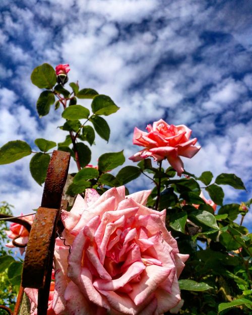 roses pink garden