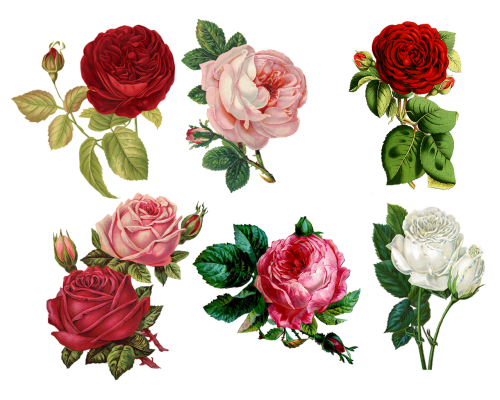 roses collage sheet