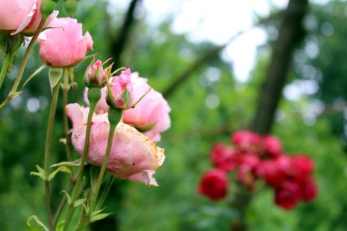 roses pink blossom