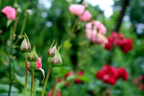 roses pink blossom