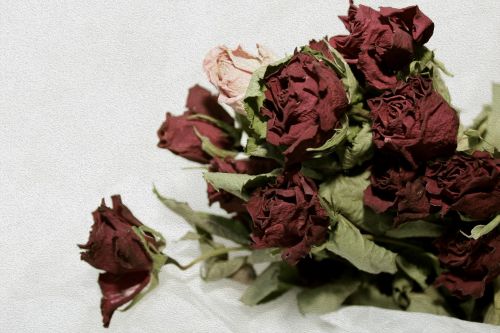 roses romantic vintage
