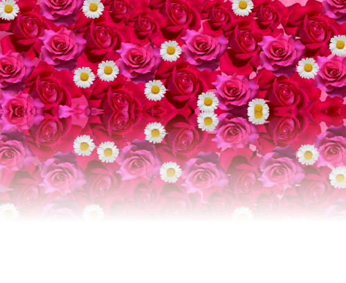 roses love romantic