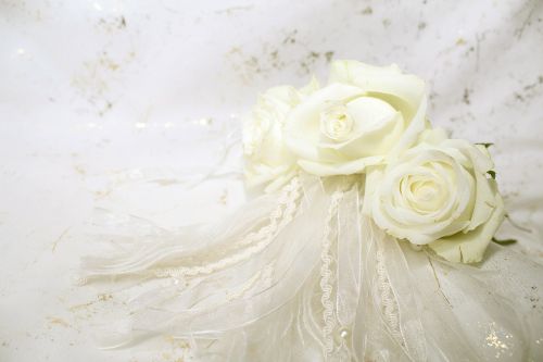 roses white blossom